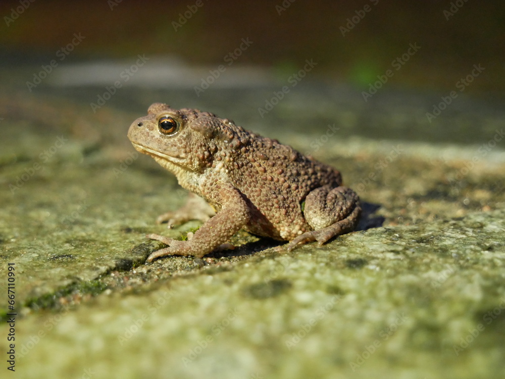 The brown toad moves through the forest area at night. Amphibian in summer in its natural habitat. The brown toad moves through the forest area at night. Amphibian in summer in its natural habitat.