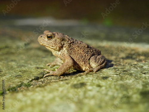 The brown toad moves through the forest area at night. Amphibian in summer in its natural habitat.