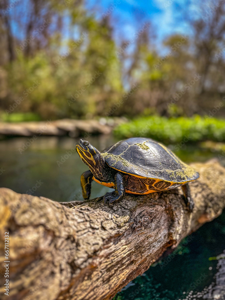 Obraz premium Florida cooter turtle sits on a log on the the spring-fed Itchetucknee River, Florida