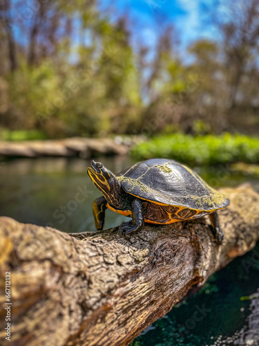 Florida cooter turtle sits on a log on the the spring-fed Itchetucknee River, Florida photo