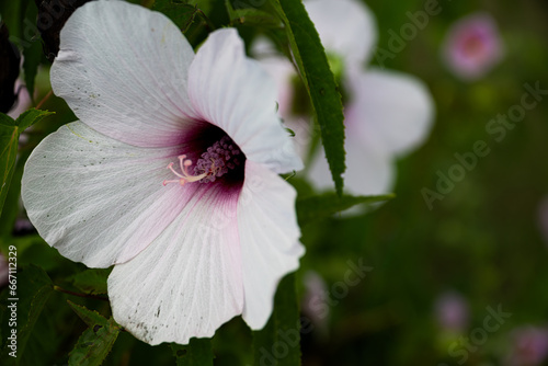 BTNEP_WhitePurpleFlower