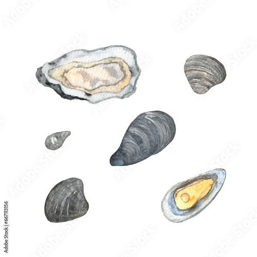 Watercolor illustration of fresh oysters, mussels, clams, edible mollusc. Realistically drawn by hand designs for restaurant menu, french recipes, culinary design. Healthy seafood natural set