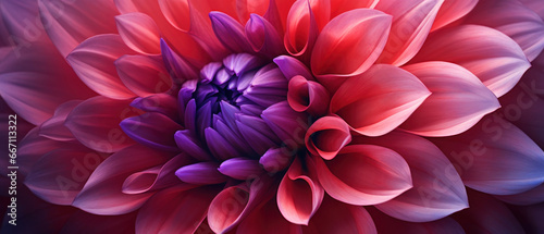 Close-up macro capture of a dahlia flower. © smth.design