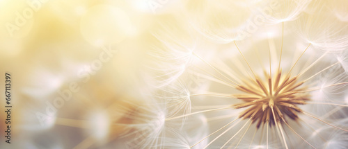 Macro shot of a dandelion highlighting its soft.