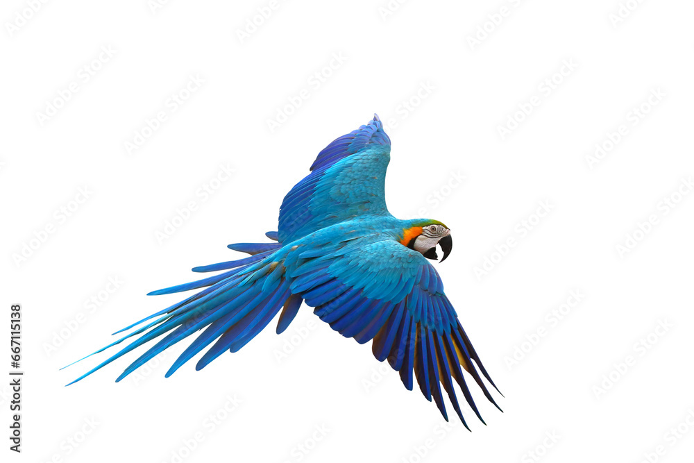 Obraz premium Colorful flying parrot isolated on transparent background png file
