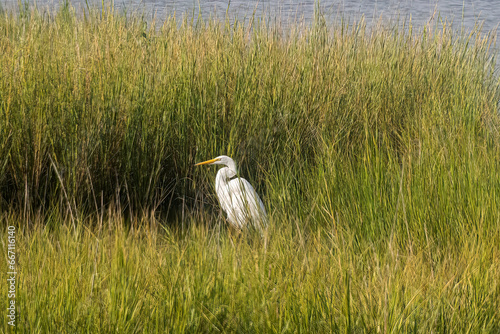 EI_EgretInMarsh