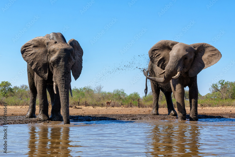 Obraz premium Elephants drinking and taking a bath in a waterhole in Mashatu Game Reserve in the Tuli Block in Botswana.