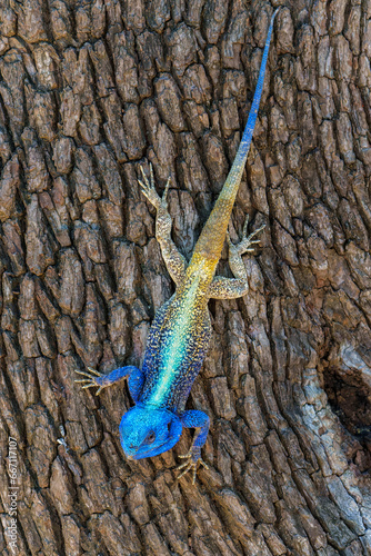 Fotografie Southern tree agama (Acanthocercus atricollis) sitting in a tree in the Kruger N