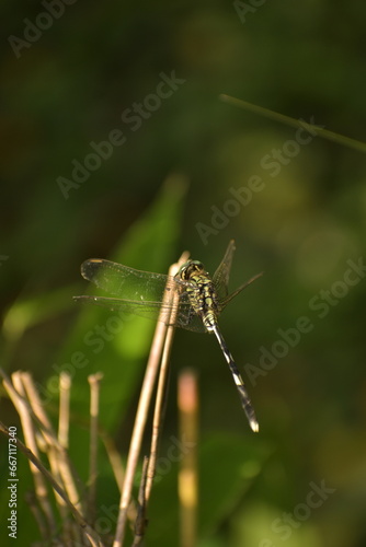close up of dragonfly on a branch