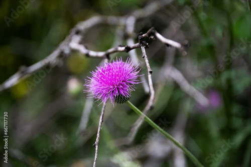 TMT_ActonThistle