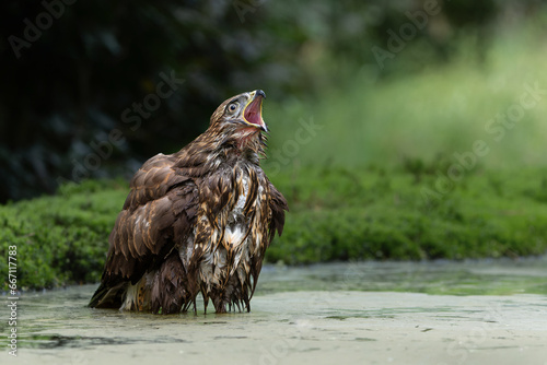 Common Buzzard (Buteo buteo) taking a bath in the forest  in the Netherlands. 