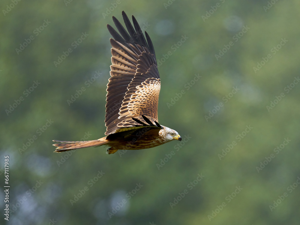 Fototapeta premium Red kite (Milvus milvus)