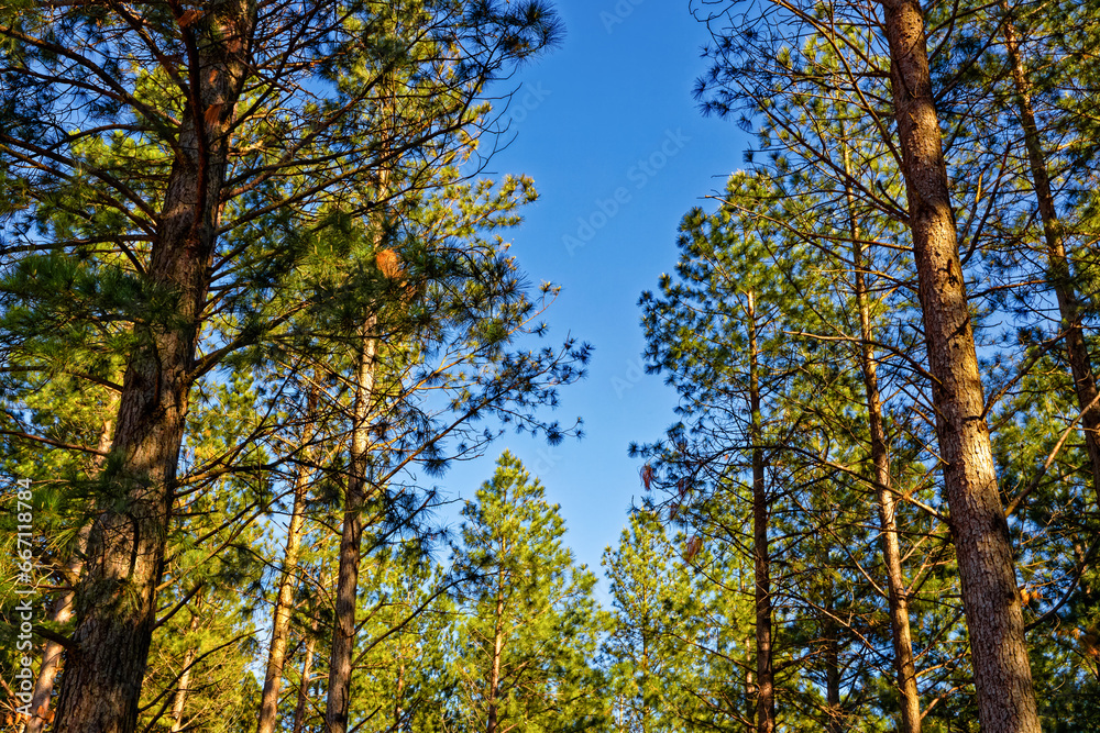 Coniferous trees in Garcia State forest near Riversdale in the Western Cape, South Africa Coniferous trees in Garcia State forest near Riversdale in the Western Cape, South Africa