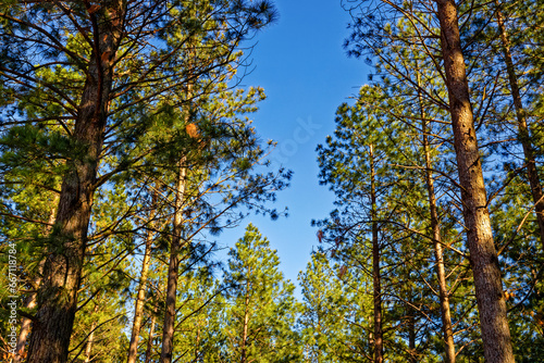 Coniferous trees in Garcia State forest near Riversdale in the Western Cape, South Africa