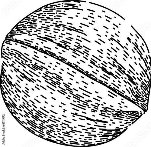 raw walnut hand drawn. kernel group, heap seed, walnuts brown raw walnut vector sketch. isolated black illustration