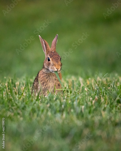 Animals - Rabbit, Sleeter Lake Loudoun County Virginia Wildlife © Kannan