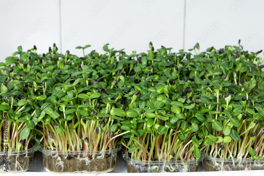 Juicy and young sprouts of micro greens in the greenhouse. Growing seeds. Juicy and young sprouts of micro greens in the greenhouse. Growing seeds.
