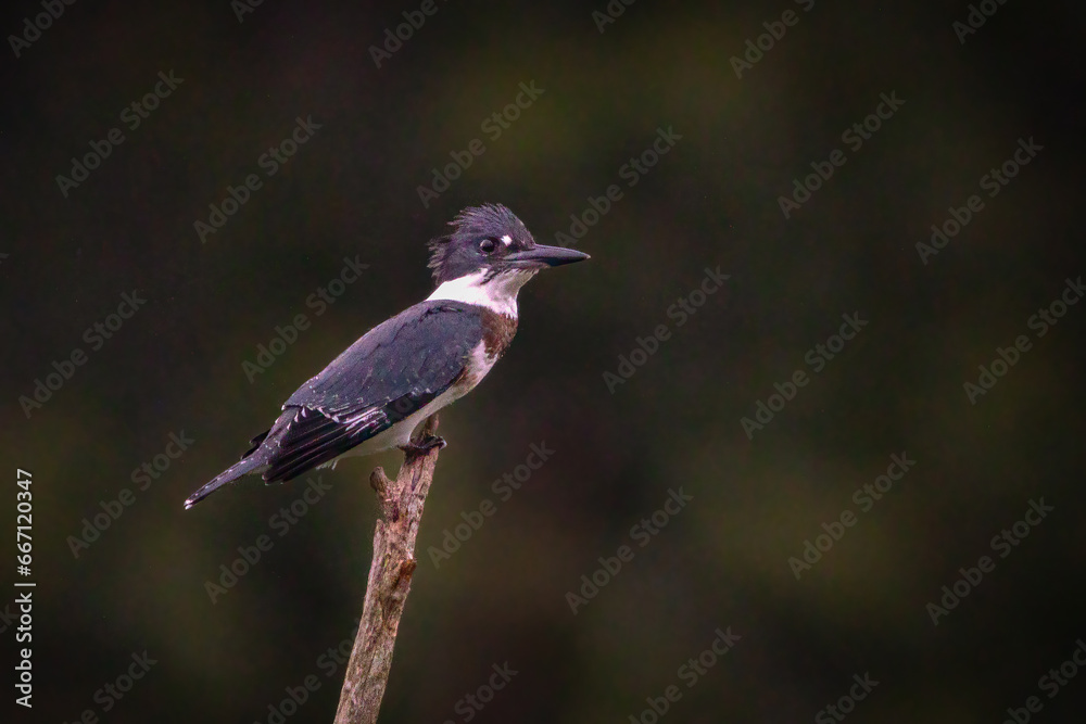 Obraz premium Birds - Belted Kingfisher, Sleeter Lake, Loudoun County Virginia