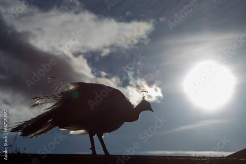 Sihouette of Rare White Peacock in Heaton Park, Manchester photo