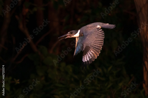 Birds - Belted Kingfisher, Sleeter Lake, Loudoun County Virginia photo