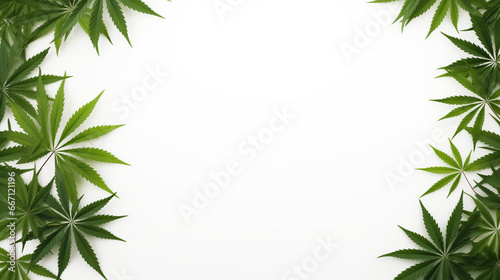 Marijuana leaves  green on a white background with copy space