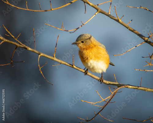 Birds - Eastern Blue Bird, Sleeter Lake, Loudoun County Virginia