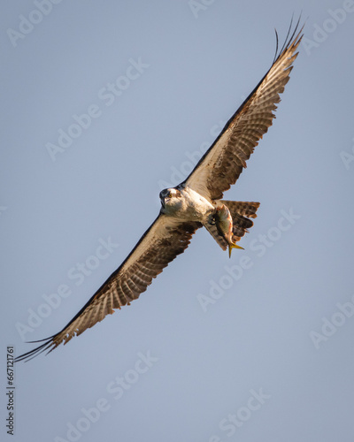 Birds - Osprey, Newton St Clements Island State Park, Maryland Maryland photo