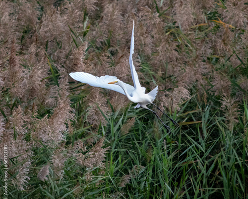 Birds - Great Egret, Pohick Bay, Virginia photo