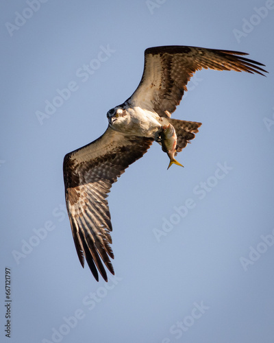 Birds - Osprey, Newton St Clements Island State Park, Maryland Maryland photo