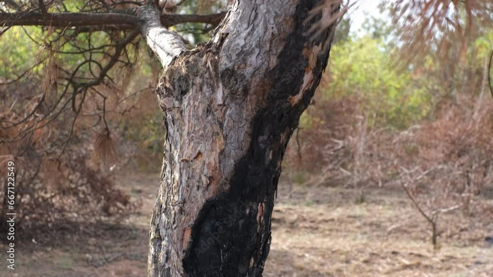 consequence of a forest fire. a black trunks of burnt pine trees with drops of resin consequence of a forest fire. a black trunks of burnt pine trees with drops of resin