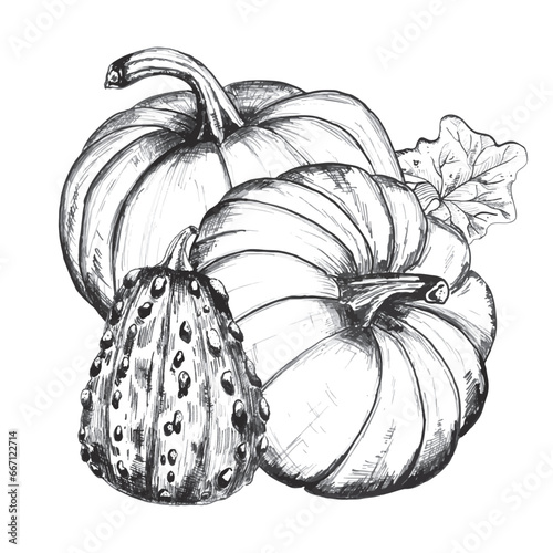 Hand-drawn ink illustration. Three big pumpkins with leaf for any print design. Vector