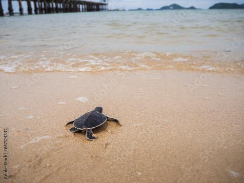 A newborn sea turtle is about to enter the sea on her first adventure of life. © HomsaniT