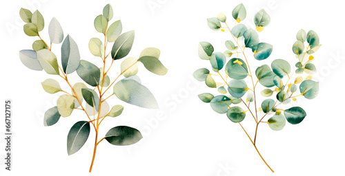 Set of green and golden watercolor eucalyptus leaves, isolated on transparent background 
