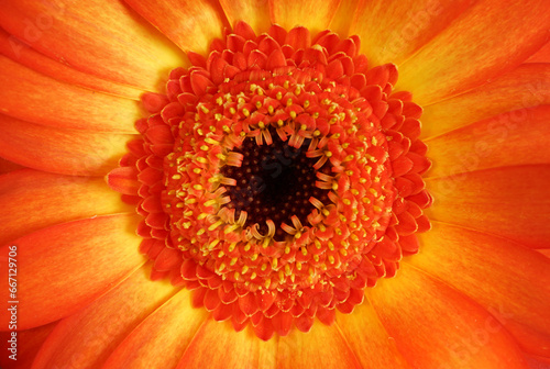 orange gerbera flower