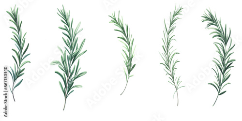 Rosemary branch in watercolor, botanical vector collection on a transparent background	
