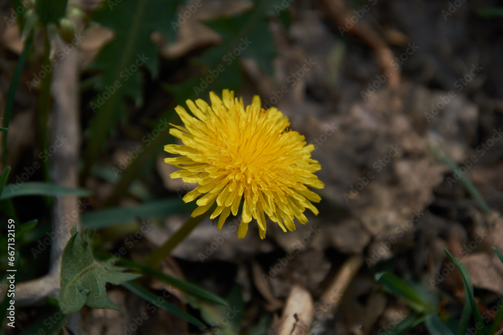 The bright yellow dandelion blooms The bright yellow dandelion blooms