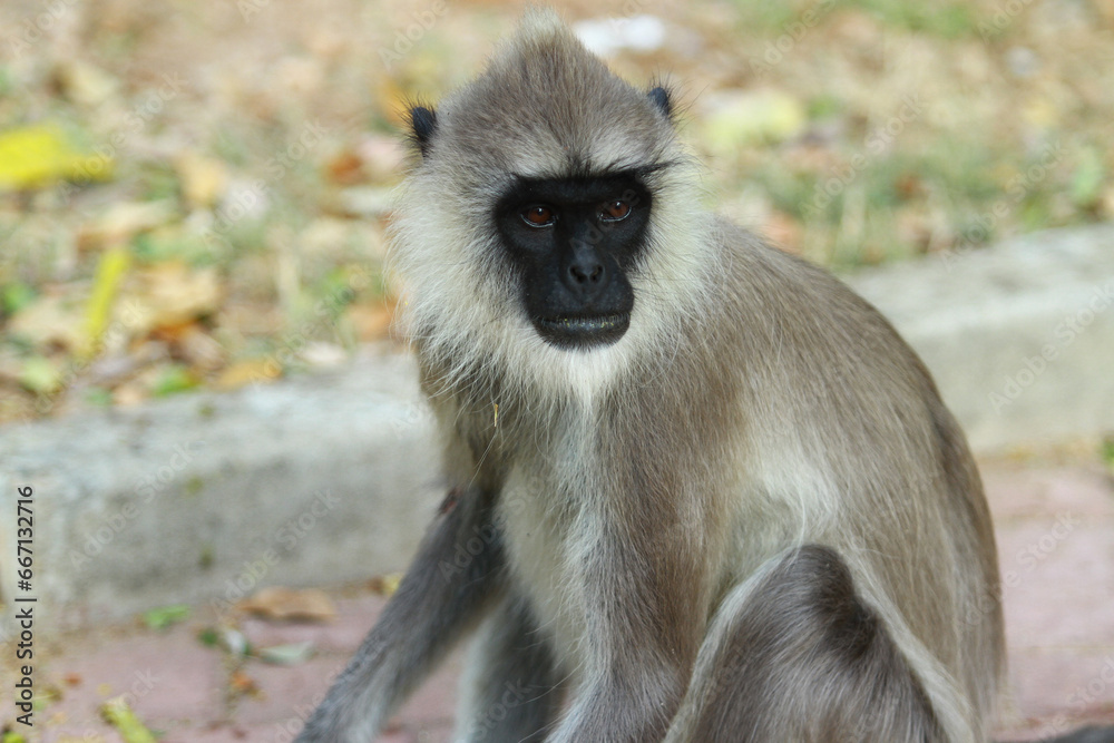 Obraz premium portrait of a macaque