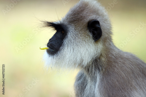 portrait of a baboon