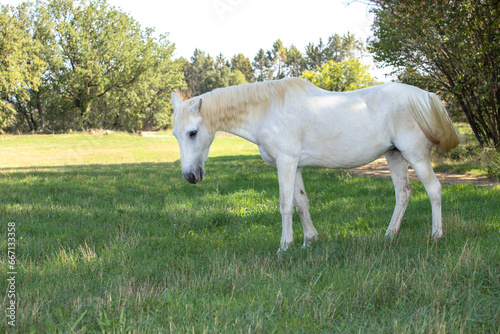 White horse in a meadow with trees in the background