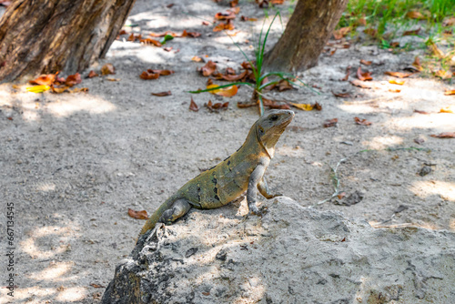 Iguana lizard gecko reptile on rock stone ground in Mexico.