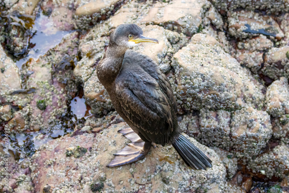 Fototapeta premium Shag sea bird resting on rocks