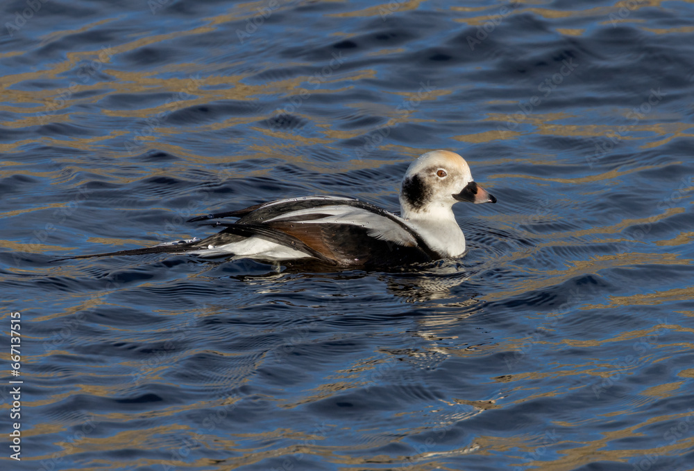 Male long tailed duck swimming in the blue sea