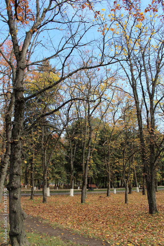 A group of trees in a park