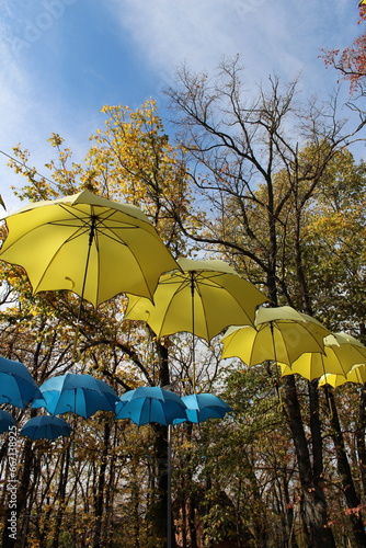 A group of umbrellas are from a tree