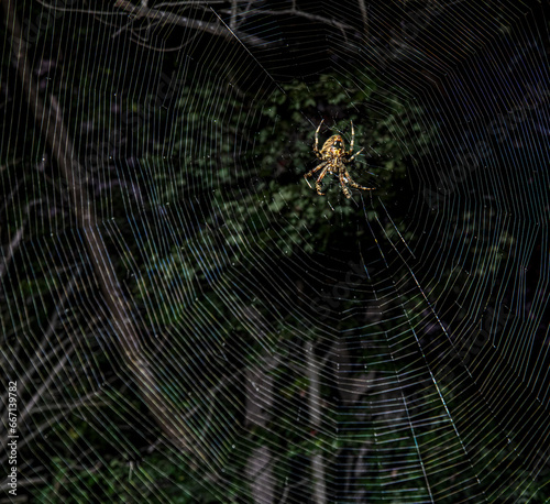 European garden spider on web at night in forest in central Virginia in early autumn.