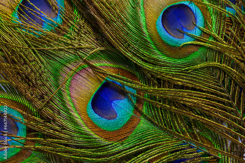 Fototapeta premium macro peacock feather,Background with peacock feather macro texture, multicolored