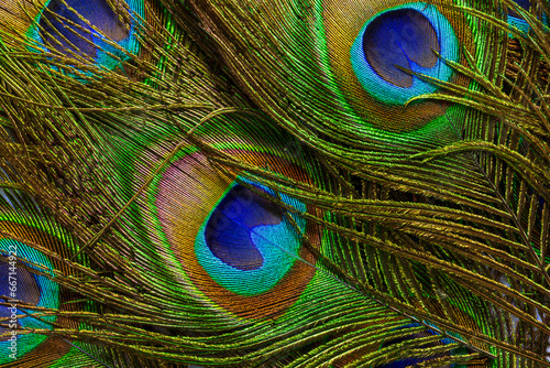 macro peacock feather,Background with peacock feather macro texture, multicolored