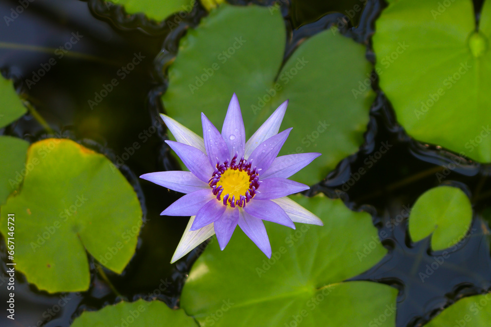 Ταπετσαρία Top view at blue water lily flower (Nymphea caerulea) on natural pond background