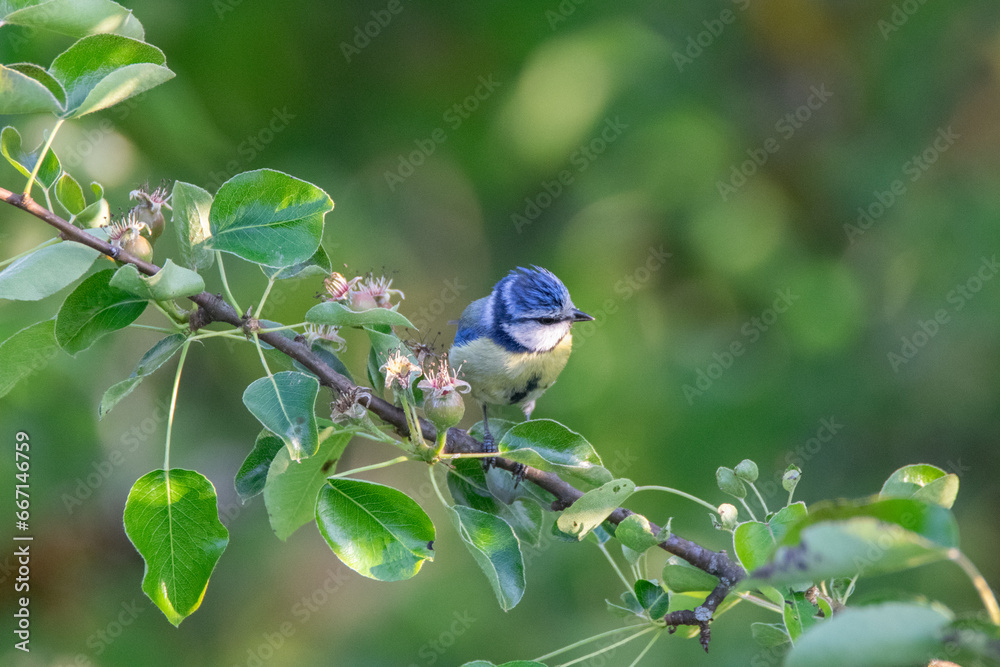 Fototapeta premium Blaumeise im Obstbaum