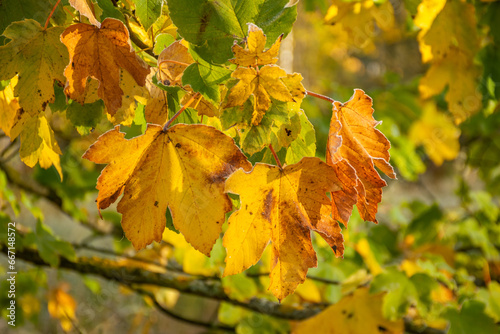 Ahornlaub im Herbst